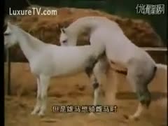 Horse is seriously insane about his girlfriend